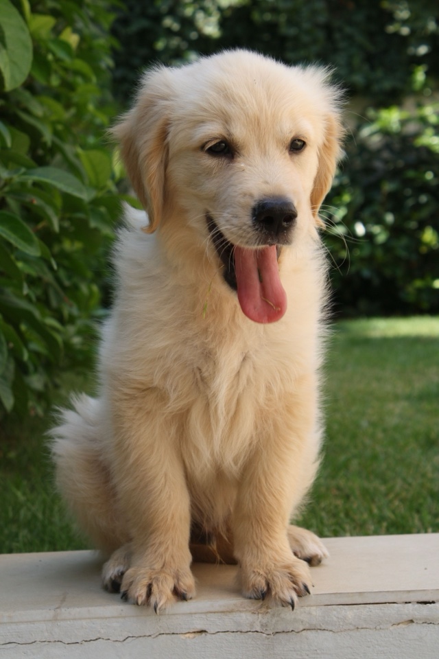 Original photo: a golden retriever puppy sitting on grass