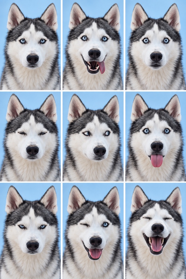 AI image of a Siberian Husky in a grid of nine ID-style headshots, each with a different expression