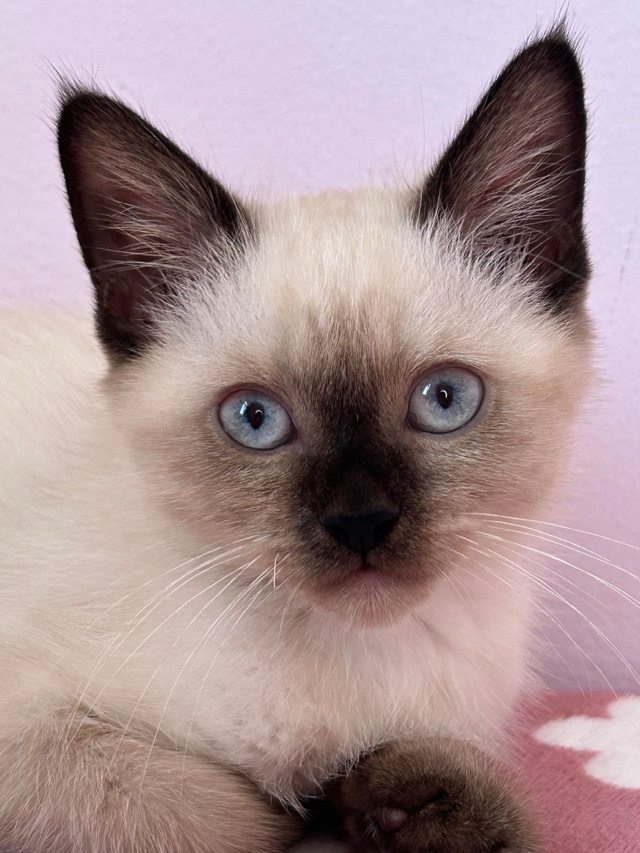 Original photo: a Siamese kitten with blue eyes on a pink blanket