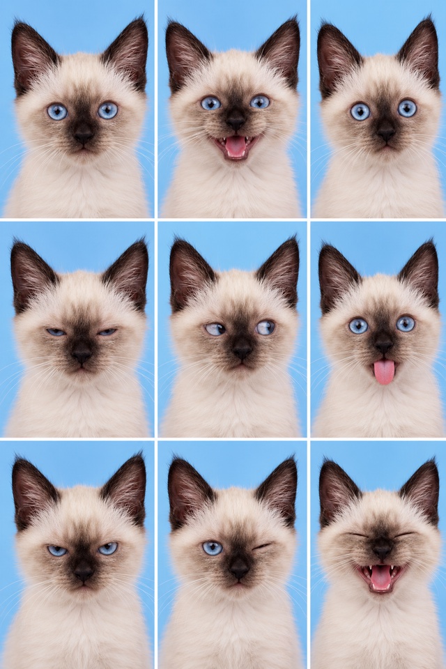 AI image of a Siamese cat in a grid of nine ID-style headshots, each with a different expression