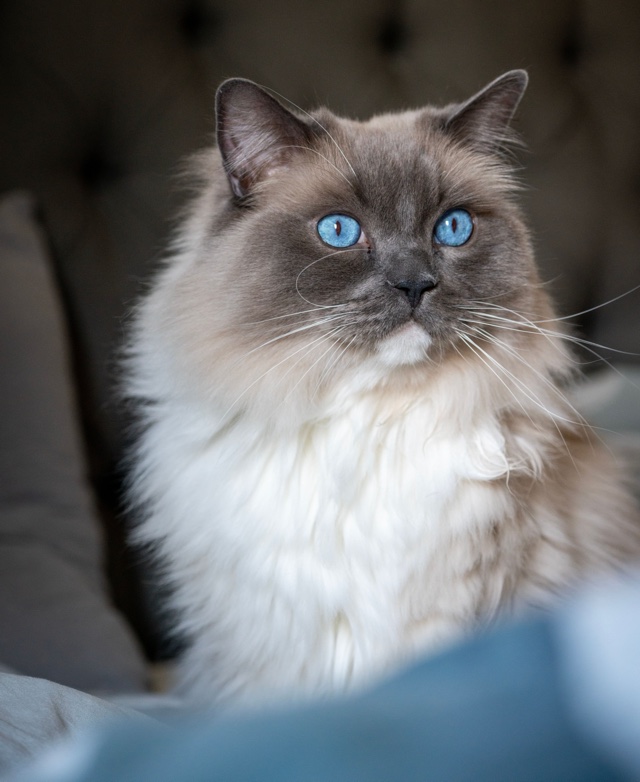 Original photo: a blue-eyed ragdoll cat sitting on a sofa