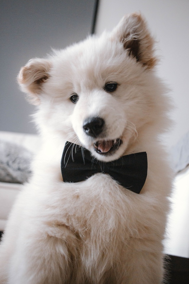 Original photo: a white Samoyed puppy with a black bow tie