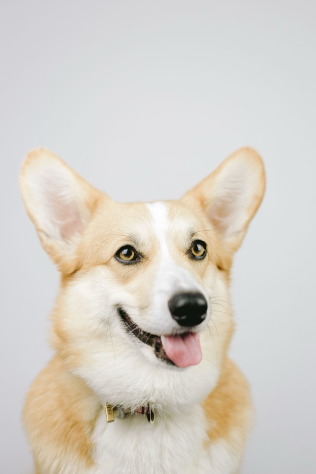 Original photo: a smiling corgi against a plain light background