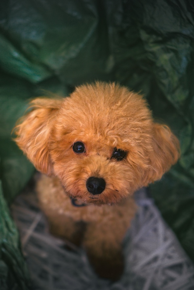 Original photo: a red toy poodle on a green blanket