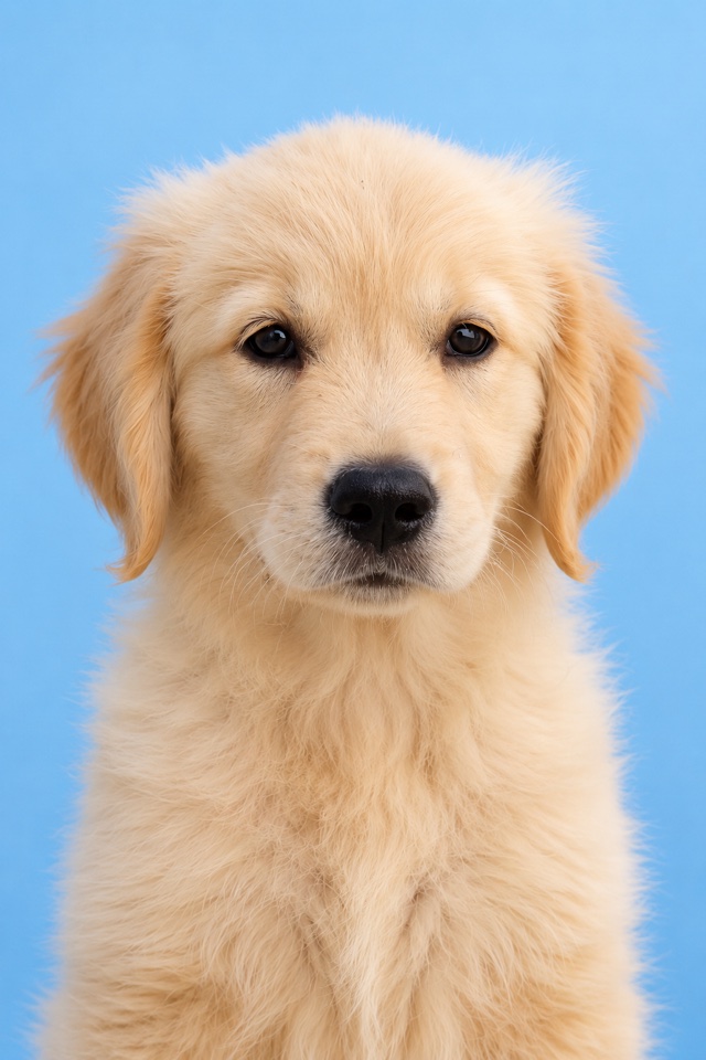 AI image of a golden retriever puppy in a front-facing ID-style headshot on a plain blue background
