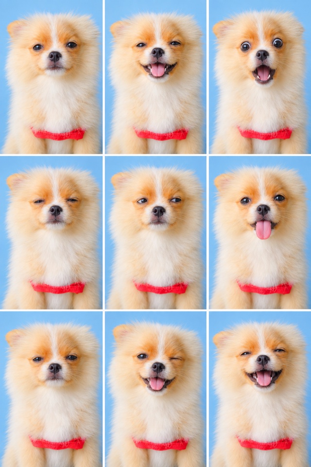 AI image of a Pomeranian in a grid of nine ID-style headshots, each with a different expression