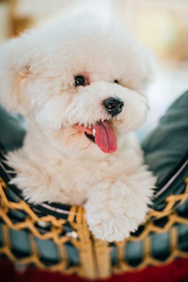 Original photo: a white Bichon Frise in a basket with its tongue out