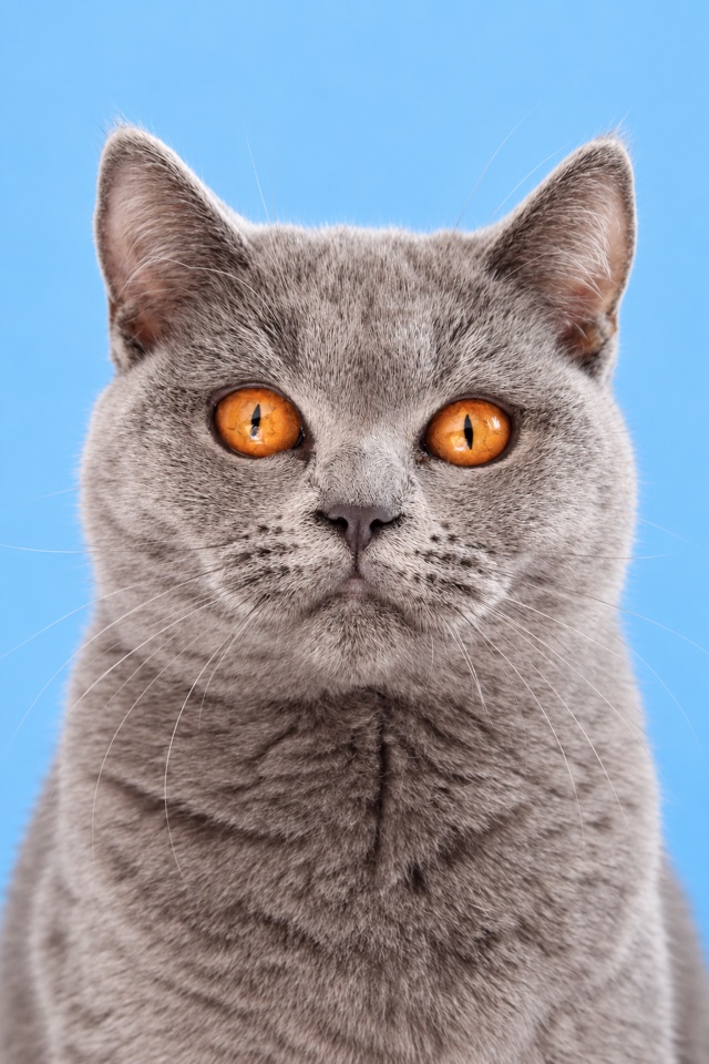 AI image of a grey British Shorthair cat in a front-facing ID-style headshot on a plain blue background