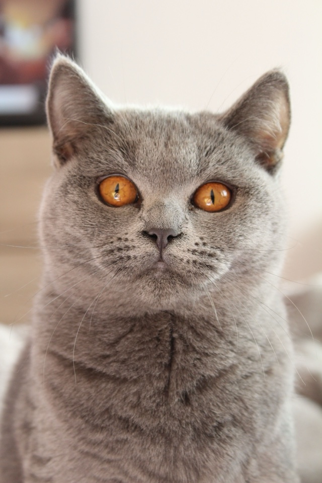 Original photo: a grey British Shorthair cat with orange eyes