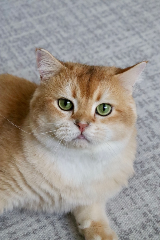 Original photo: a golden British Shorthair cat with green eyes lying on a grey rug