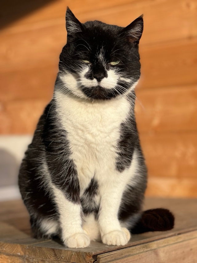 Original photo: a black-and-white tuxedo cat sitting on a wooden bench