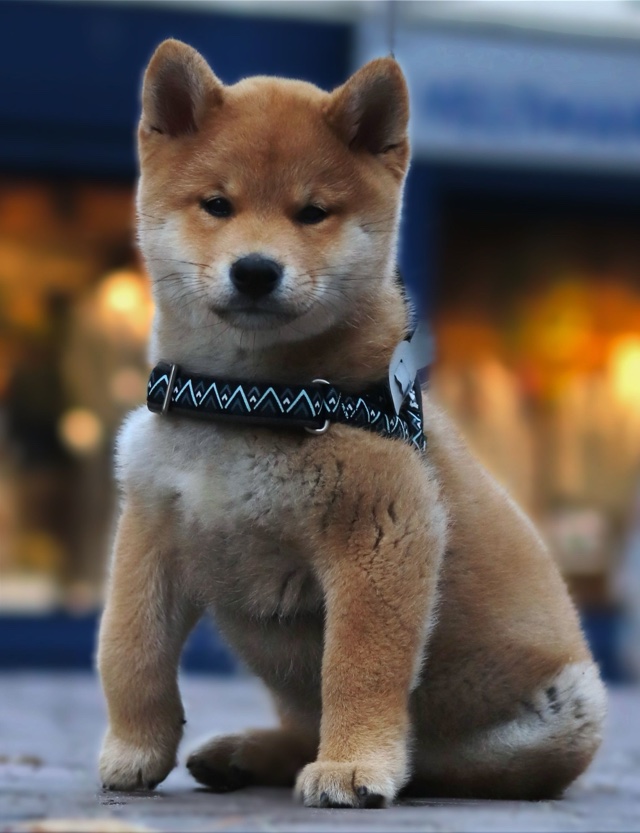 Original photo: a Shiba Inu puppy with a patterned collar