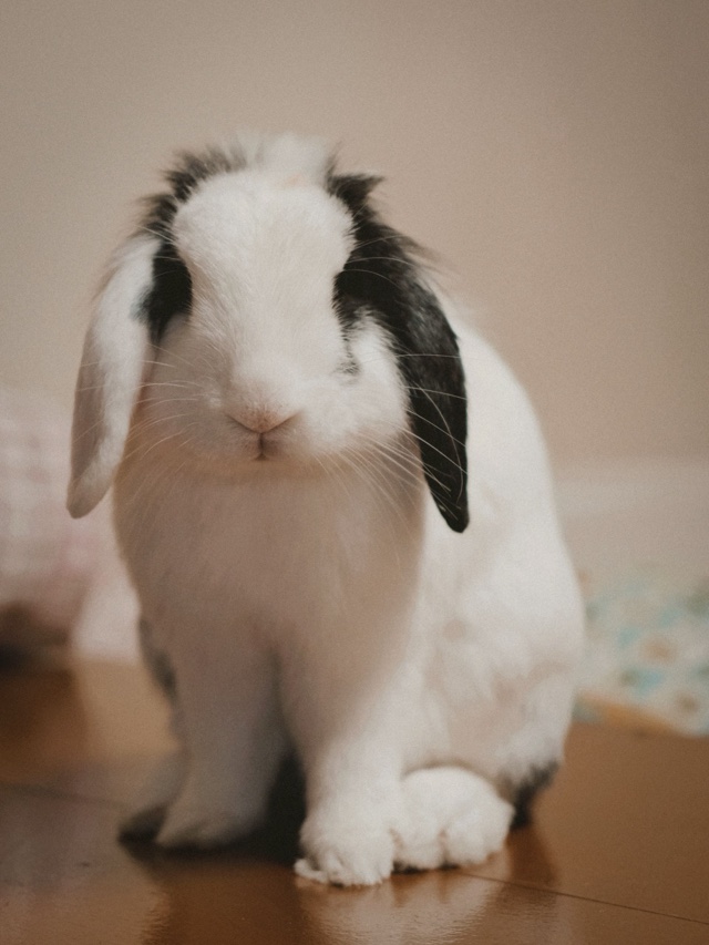 Original photo: a black-and-white lop-eared rabbit sitting indoors