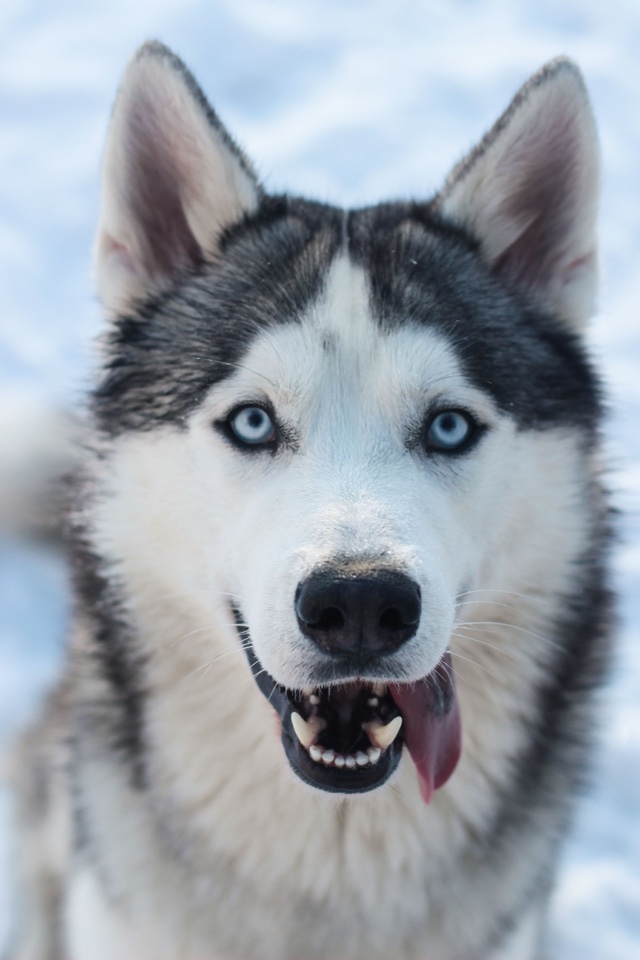Original photo: a Siberian Husky with blue eyes in the snow
