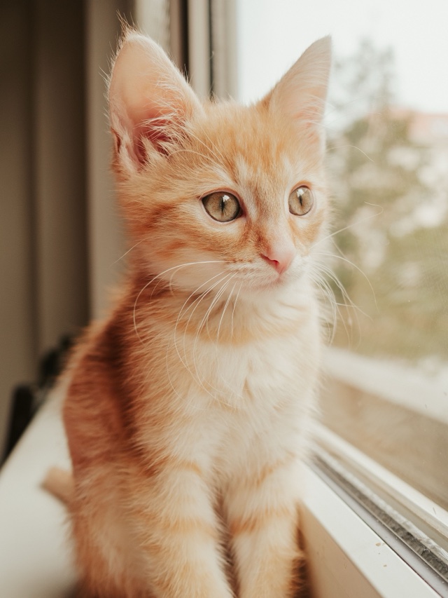 Original photo: an orange tabby kitten sitting by a window