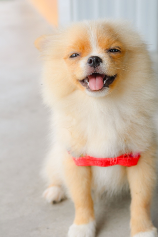 Original photo: a smiling Pomeranian in a red harness